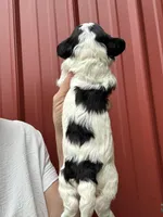 Todd, a male Cavalier King Charles Spaniel for sale in Pell City, AL – Photo 3 of 5