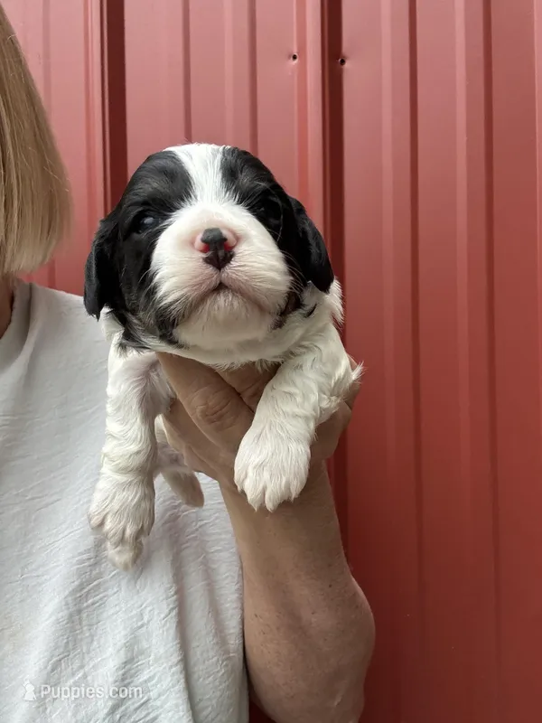 Todd – Cavalier King Charles Spaniel puppy for sale in Pell City, AL
