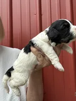Todd, a male Cavalier King Charles Spaniel for sale in Pell City, AL – Photo 2 of 5