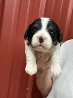 Todd, a male Cavalier King Charles Spaniel for sale in Pell City, AL – Photo 5 of 5