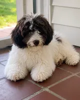 Mandy, a female Cavalier King Charles Spaniel and Havanese for sale in Pell City, AL – 1 of 1