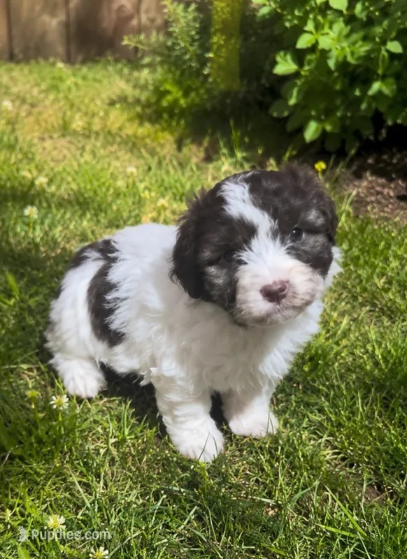 Mandy – Cavalier King Charles Spaniel, Havanese puppy for sale in Pell City, AL