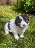 Mandy, a female Cavalier King Charles Spaniel and Havanese for sale in Pell City, AL – 1 of 1