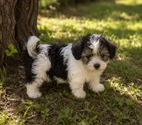 Sallie Jo , a female Cavalier King Charles Spaniel and Havanese for sale in Pell City, AL – 1 of 3