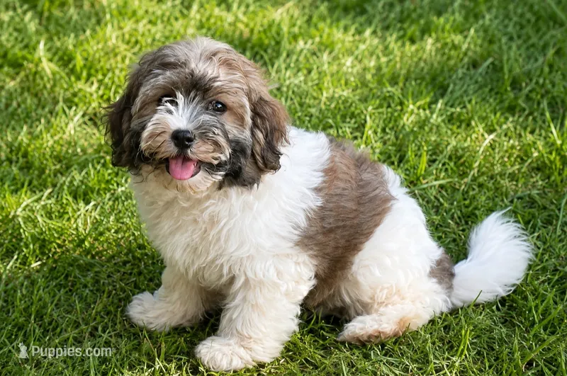 Patty cakes, a female Havanese for sale in Pell City, AL – 1 of 2