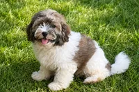 Patty cakes, a female Havanese for sale in Pell City, AL – 1 of 2