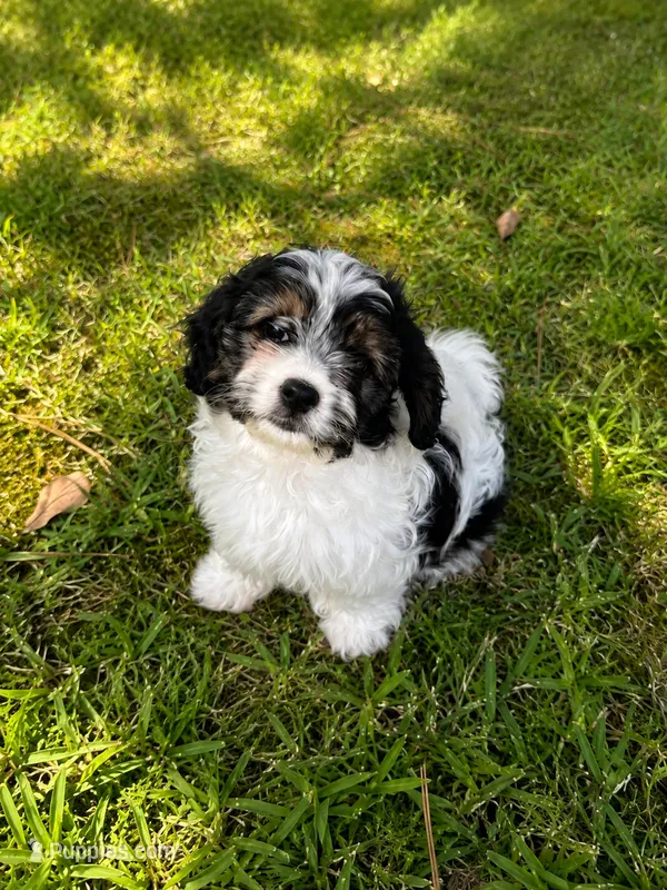 Benson – Cavalier King Charles Spaniel, Havanese puppy for sale in Pell City, AL