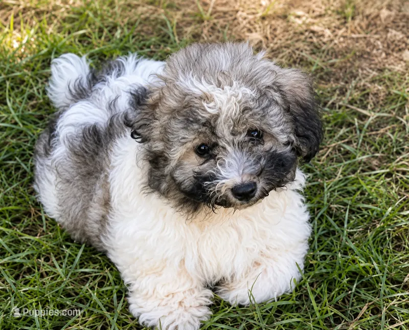 Buddy – Cavalier King Charles Spaniel, Havanese puppy for sale in Pell City, AL