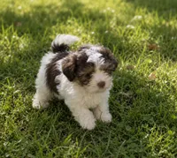 Sallie Jo , a female Cavalier King Charles Spaniel and Havanese for sale in Pell City, AL – 2 of 3