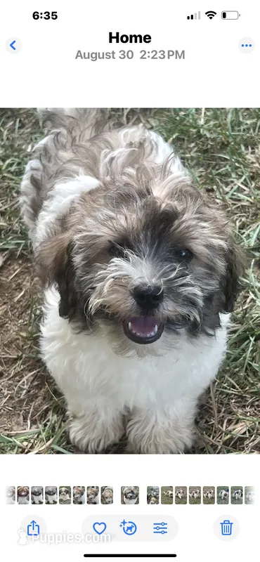 Patty cakes – Cavalier King Charles Spaniel, Havanese puppy for sale in Pell City, AL