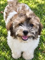 Patty cakes, a female Havanese for sale in Pell City, AL – 2 of 2