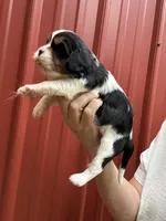 Jacob, a female Cavalier King Charles Spaniel for sale in Pell City, AL – Photo 6 of 6