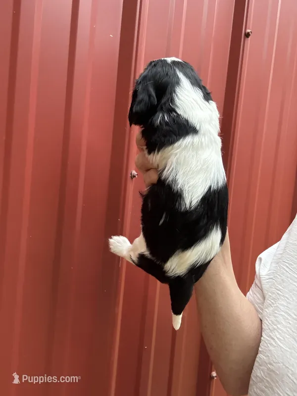 Jacob, a female Cavalier King Charles Spaniel for sale in Pell City, AL – Photo 1 of 6