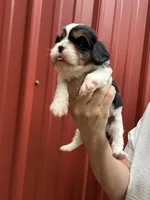 Jacob, a female Cavalier King Charles Spaniel for sale in Pell City, AL – Photo 5 of 6