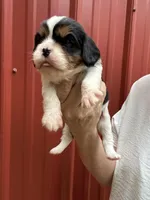 Jacob, a female Cavalier King Charles Spaniel for sale in Pell City, AL – Photo 4 of 6