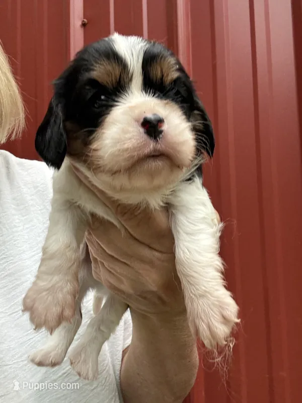 Jacob – Cavalier King Charles Spaniel puppy for sale in Pell City, AL