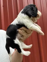 Jacob, a female Cavalier King Charles Spaniel for sale in Pell City, AL – Photo 3 of 6