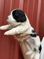 Wilson, a male Cavalier King Charles Spaniel and Havanese for sale in Pell City, AL – Photo 4 of 7