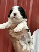 Wilson, a male Cavalier King Charles Spaniel and Havanese for sale in Pell City, AL – Photo 6 of 7
