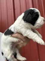 Wilson, a male Cavalier King Charles Spaniel and Havanese for sale in Pell City, AL – Photo 3 of 7