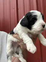 Wilson, a male Cavalier King Charles Spaniel and Havanese for sale in Pell City, AL – Photo 2 of 7