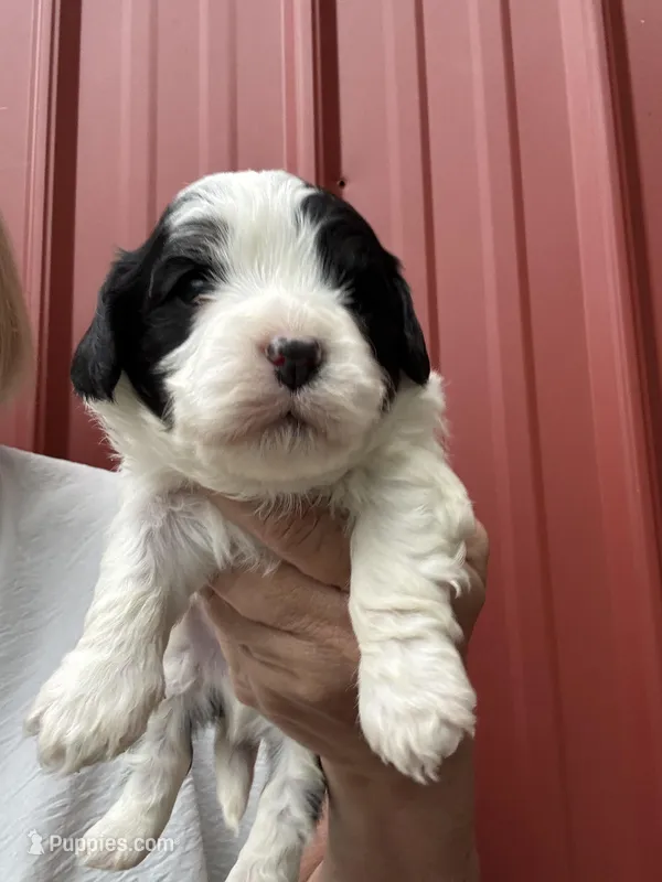 Wilson – Cavalier King Charles Spaniel, Havanese puppy for sale in Pell City, AL