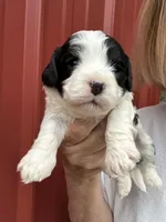 Wilson, a male Cavalier King Charles Spaniel and Havanese for sale in Pell City, AL – Photo 5 of 7