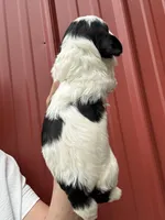 Wilson, a male Cavalier King Charles Spaniel and Havanese for sale in Pell City, AL – Photo 7 of 7