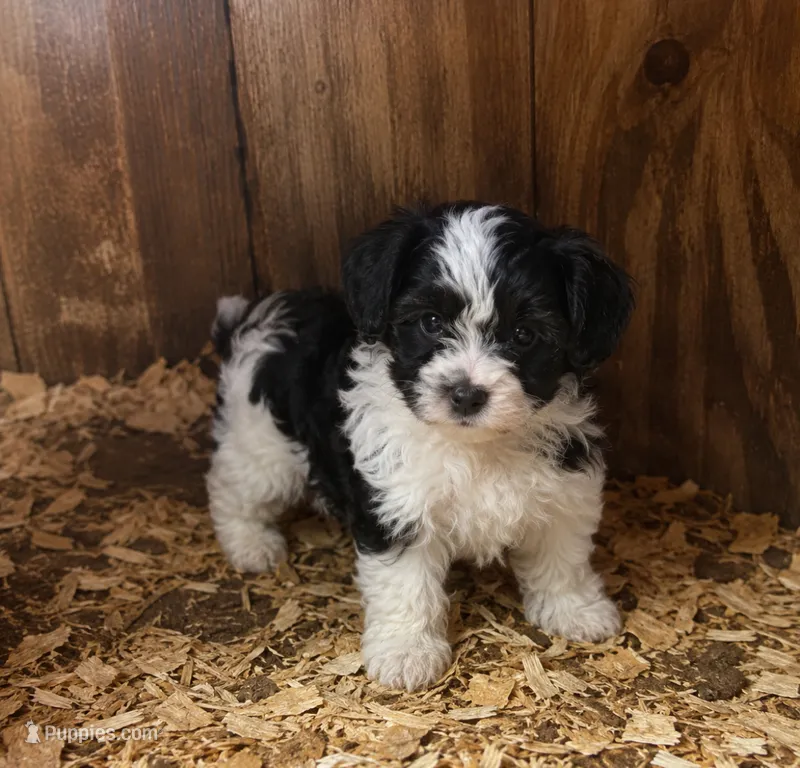 Trixie – Cavalier King Charles Spaniel, Havanese puppy for sale in Pell City, AL