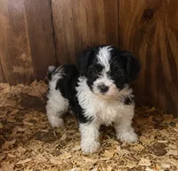 Trixie, a female Cavalier King Charles Spaniel and Havanese for sale in Pell City, AL – 1 of 2