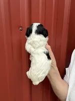 Simon, a male Cavalier King Charles Spaniel and Havanese for sale in Pell City, AL – Photo 5 of 6