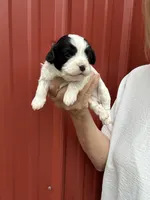 Simon, a male Cavalier King Charles Spaniel and Havanese for sale in Pell City, AL – Photo 3 of 6