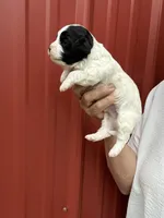 Simon, a male Cavalier King Charles Spaniel and Havanese for sale in Pell City, AL – Photo 4 of 6