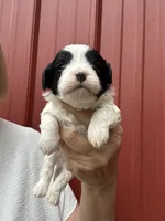 Simon, a male Cavalier King Charles Spaniel and Havanese for sale in Pell City, AL – Photo 1 of 6