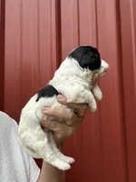 Simon, a male Cavalier King Charles Spaniel and Havanese for sale in Pell City, AL – Photo 6 of 6