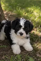 Trixie, a female Cavalier King Charles Spaniel and Havanese for sale in Pell City, AL – 2 of 2