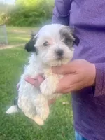 Belinda, a female Havanese for sale in Pell City, AL – Photo 2 of 6