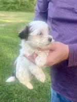 Belinda, a female Havanese for sale in Pell City, AL – Photo 3 of 6