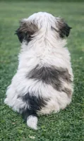 Belinda, a female Havanese for sale in Pell City, AL – Photo 2 of 3