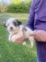 Belinda, a female Havanese for sale in Pell City, AL – Photo 5 of 6