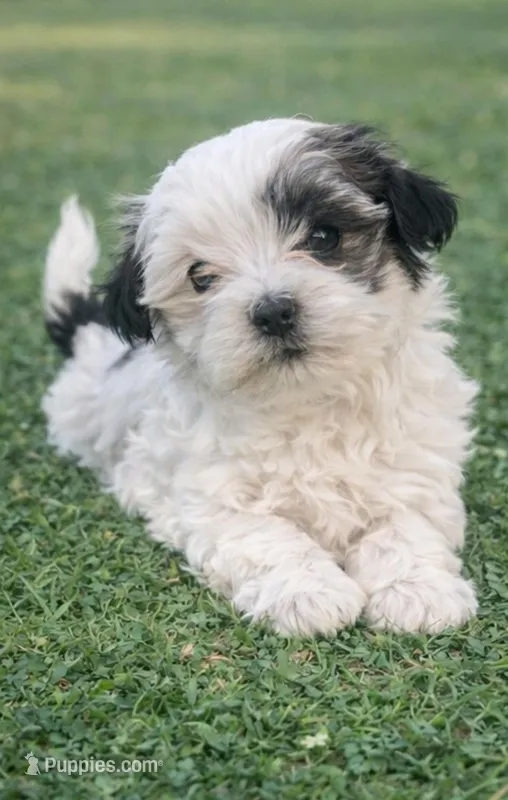 Belinda – Havanese puppy for sale in Pell City, AL