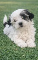 Belinda, a female Havanese for sale in Pell City, AL – Photo 1 of 3