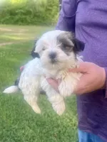 Belinda, a female Havanese for sale in Pell City, AL – Photo 1 of 6