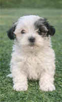 Belinda, a female Havanese for sale in Pell City, AL – Photo 3 of 3