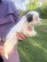 Belinda, a female Havanese for sale in Pell City, AL – Photo 6 of 6
