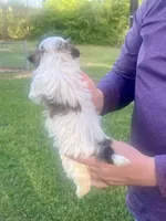 Belinda, a female Havanese for sale in Pell City, AL – Photo 4 of 6
