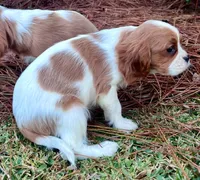 Hannah Ann , a female Cavalier King Charles Spaniel for sale in Pell City, AL – Photo 2 of 2