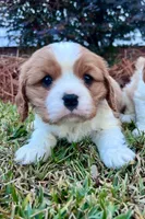 Hannah Ann , a female Cavalier King Charles Spaniel for sale in Pell City, AL – Photo 1 of 2