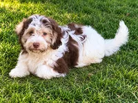 Scooter, a male Havanese for sale in Pell City, AL – 2 of 2
