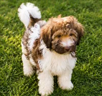 Crackers, a male Cavalier King Charles Spaniel and Havanese for sale in Pell City, AL – 2 of 2